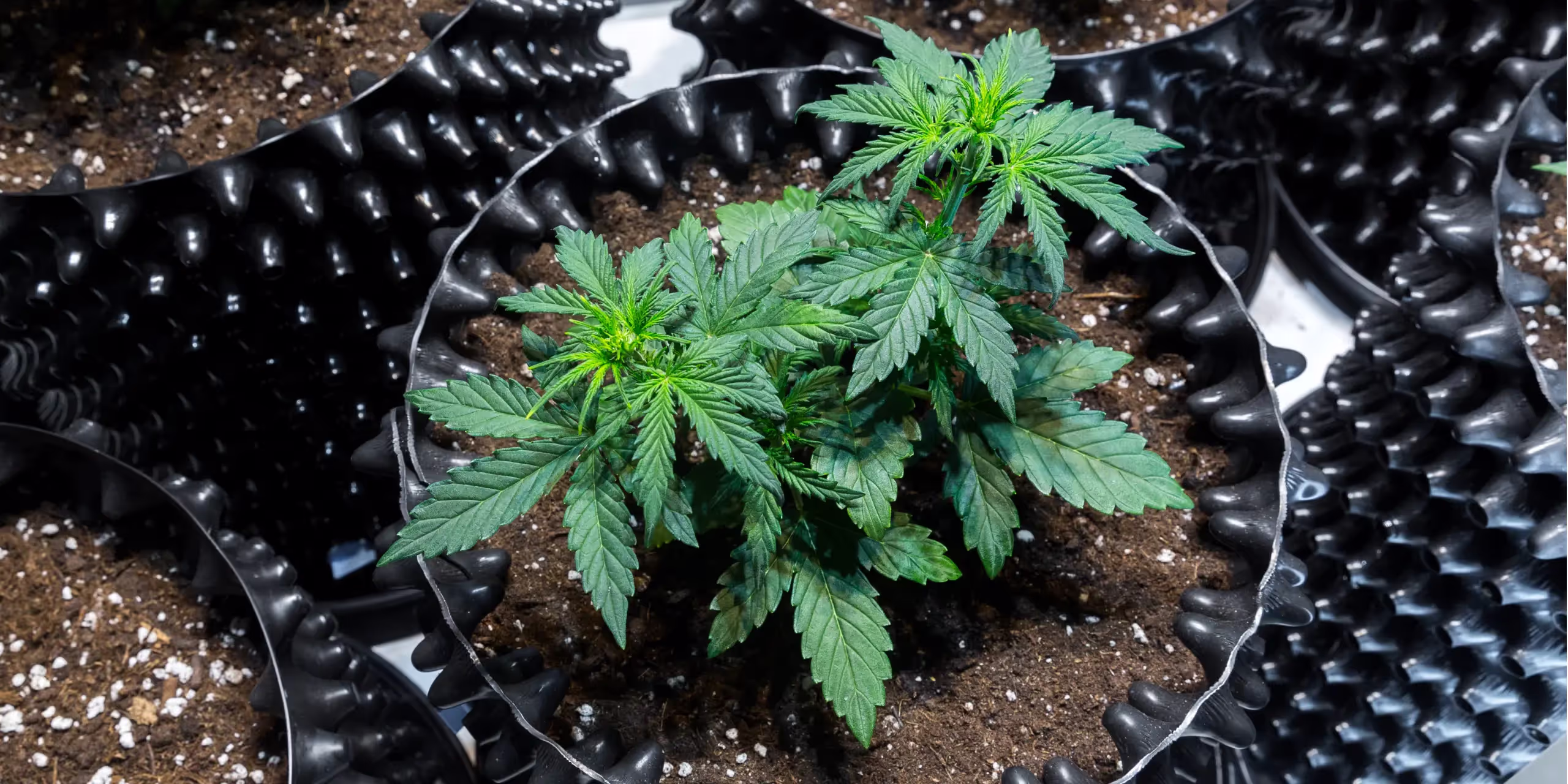 An autoflower cannabis plant.
