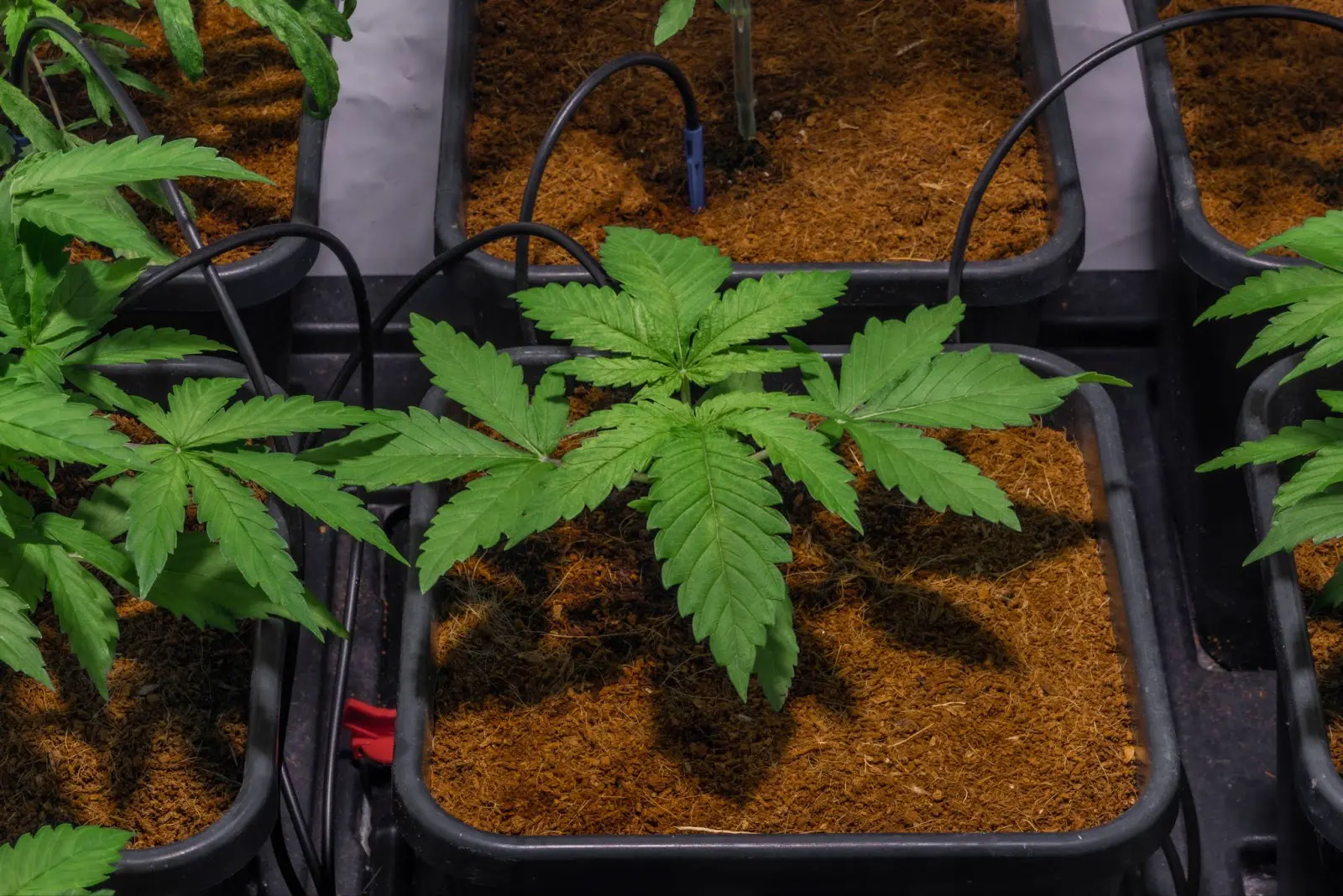 An autoflower vs photoperiod cannabis plant in a grow room.
