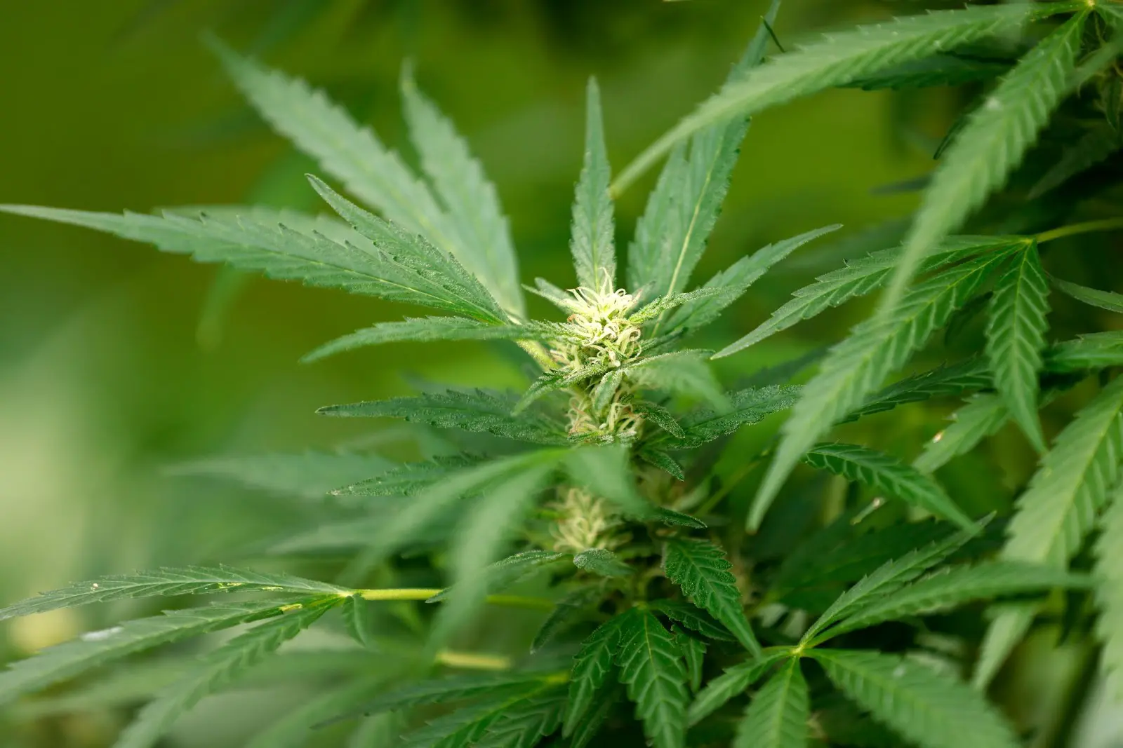 A young female autoflower cannabis plant flowering outside.