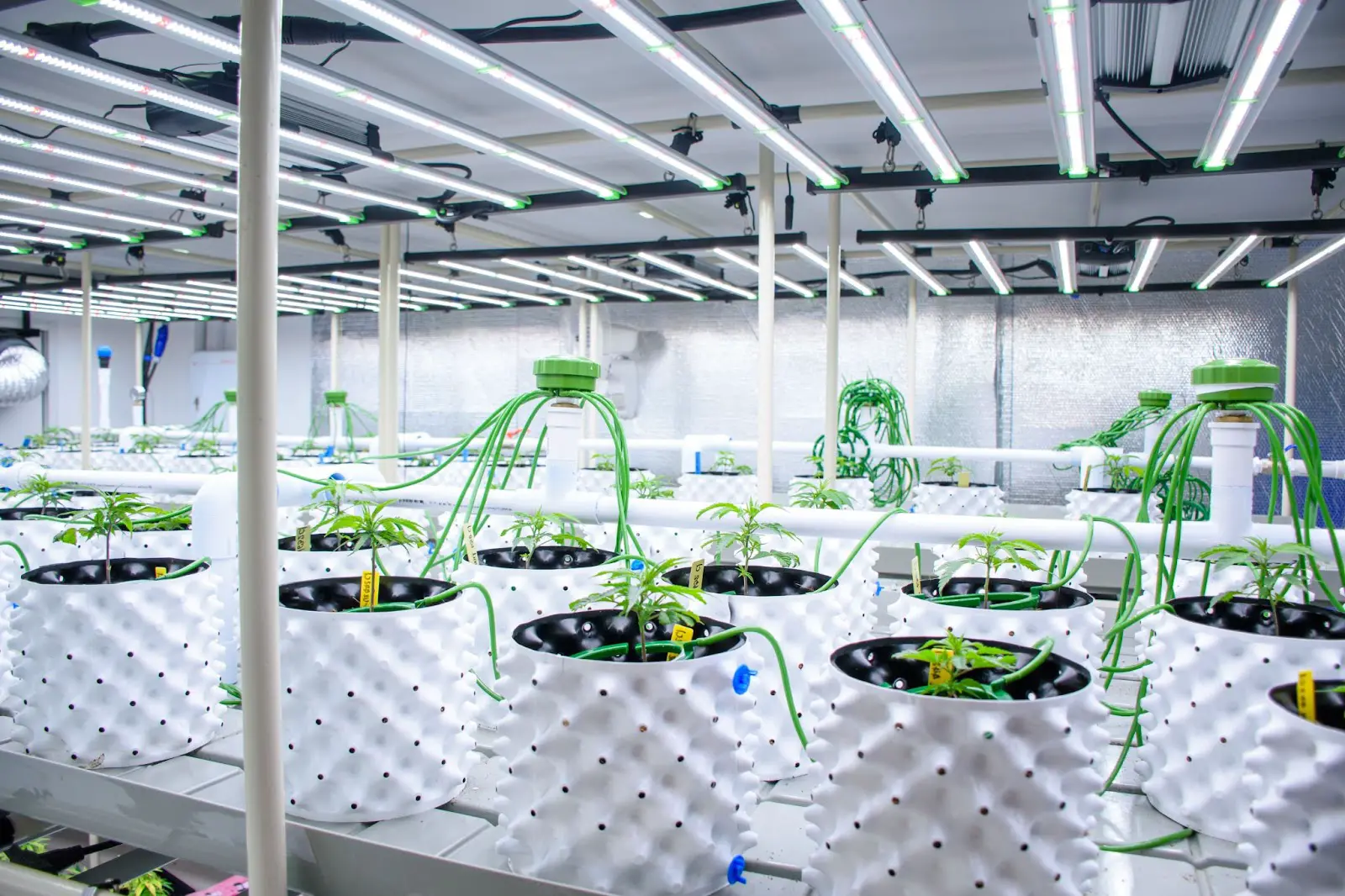 Some auto flower cannabis plants growing in a clean grow room.