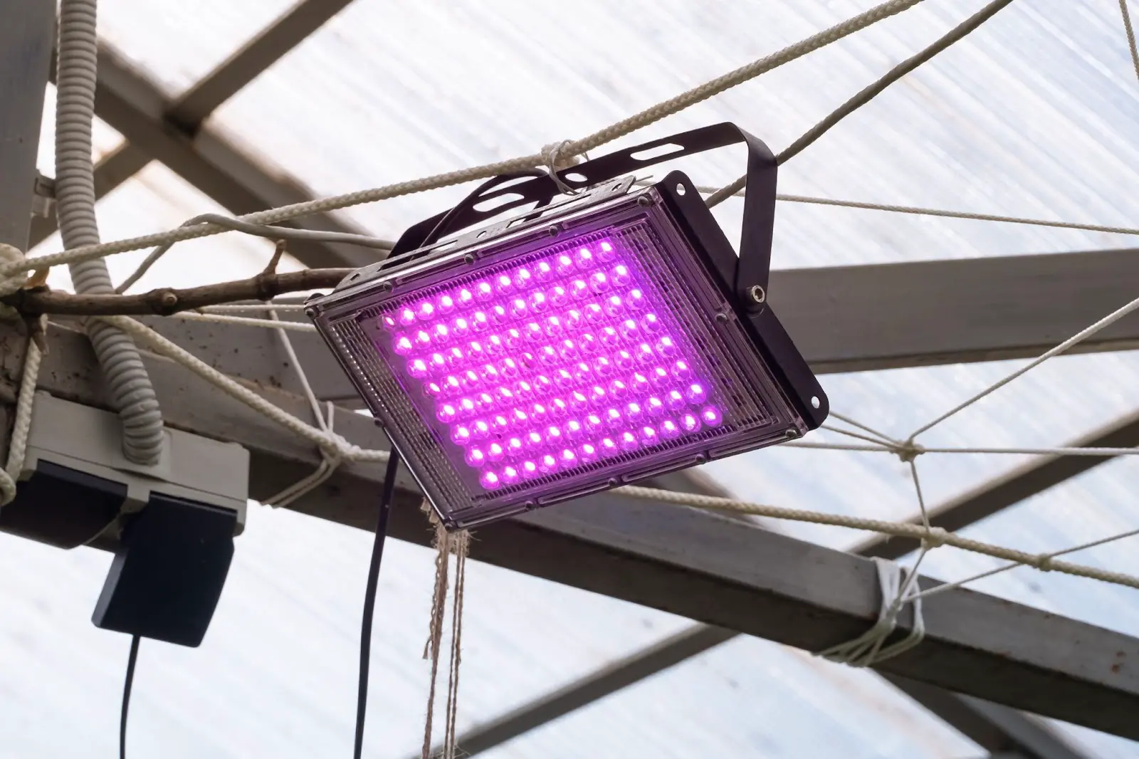 An led grow light used for growing autoflower cannabis plants.