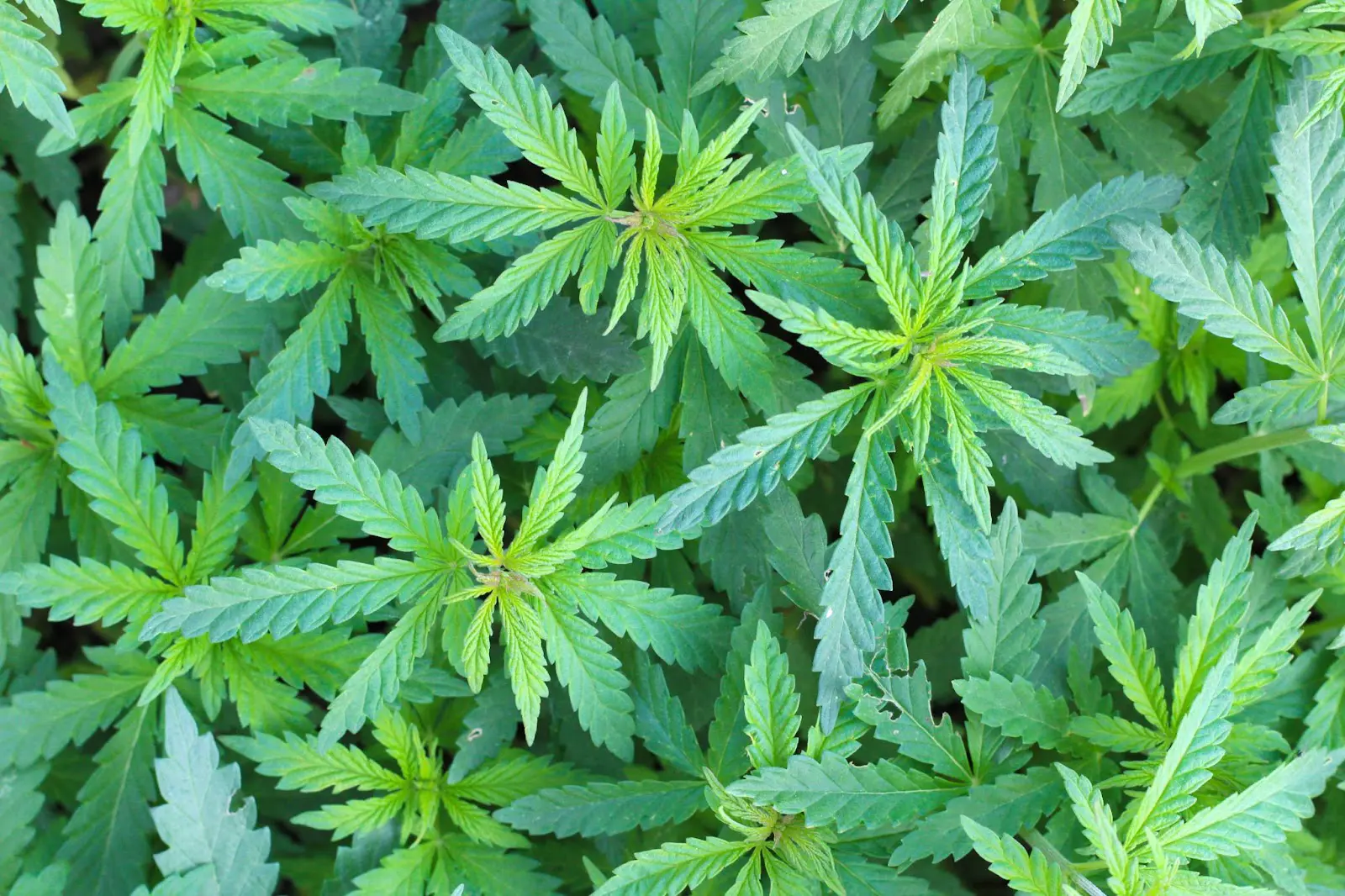 Some autoflower cannabis plants outside.