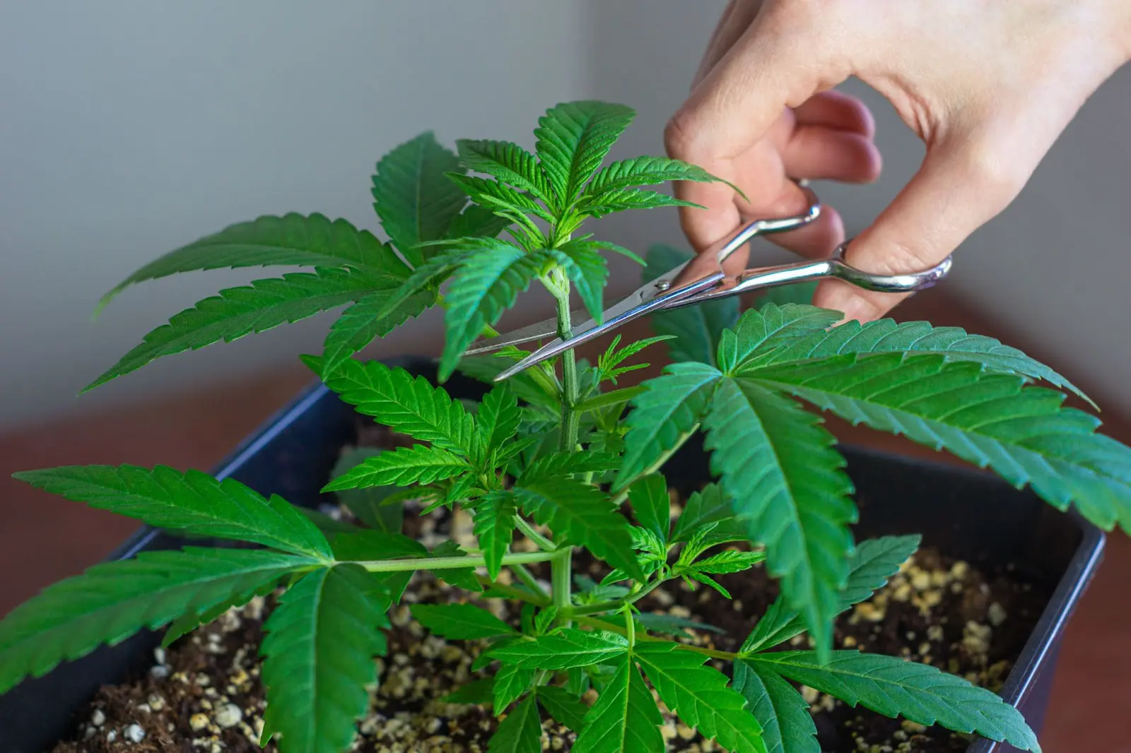 A grower topping an autoflower cannabis plant.