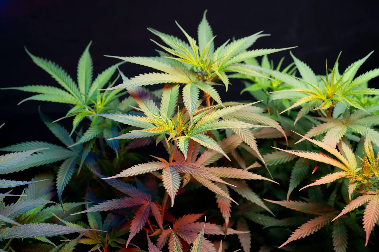 A photoperiod cannabis pant on a dark background.