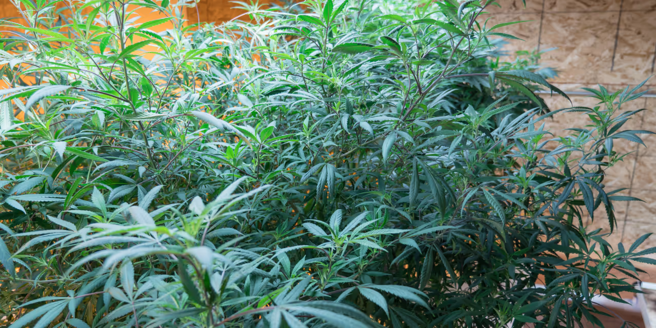 Mother plant in a large indoor setup Hero