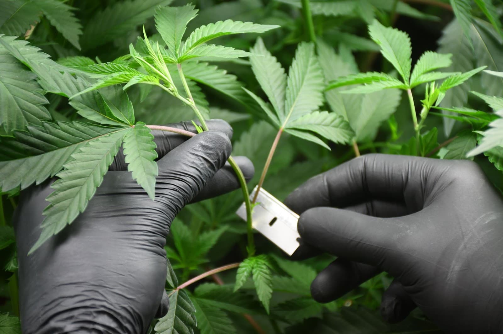 Grower taking a cutting