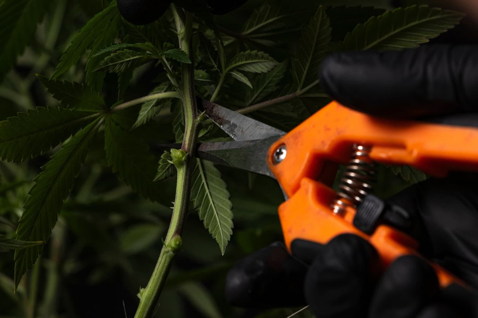 photo of the pruning process