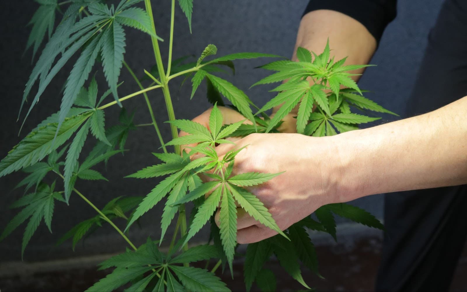 Grower taking a cutting from a mother plant