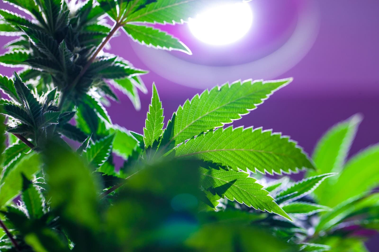 Plants under LED lighting