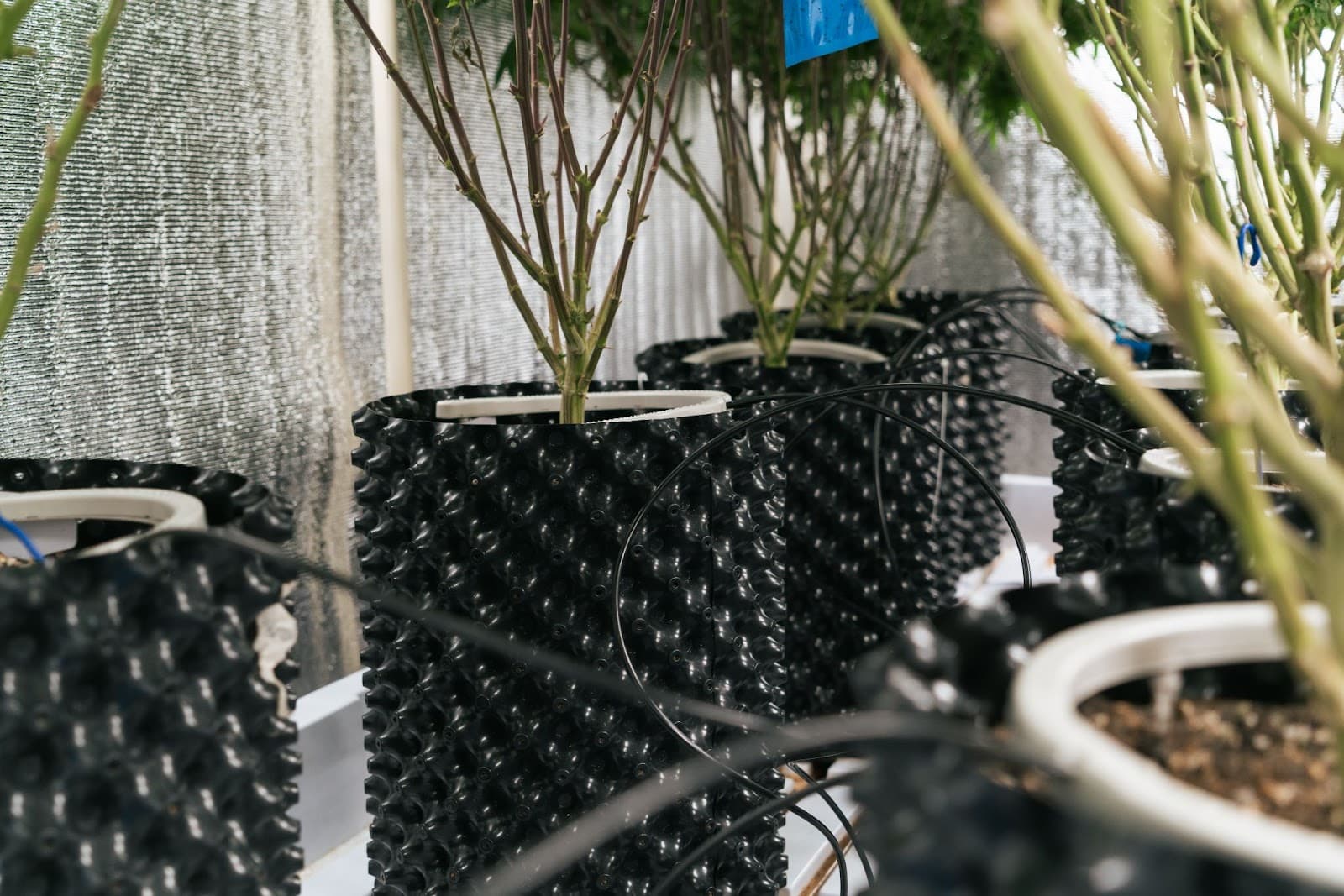 Plants in airpots