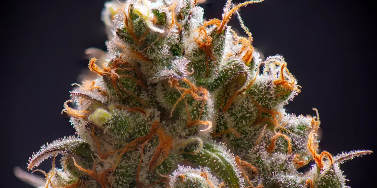 Amber trichomes on a cannabis flower.