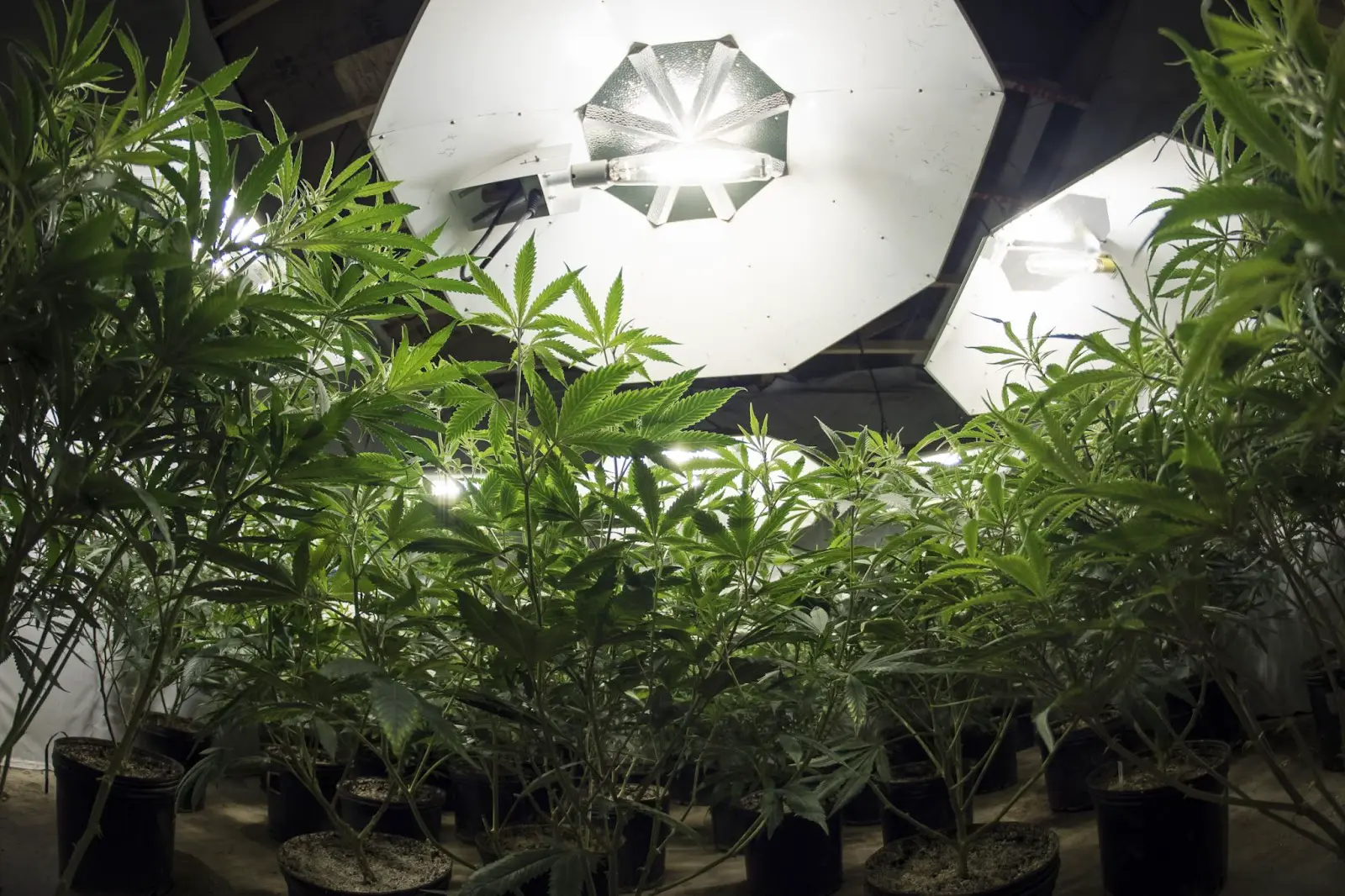 Cannabis under a bright HPS light.