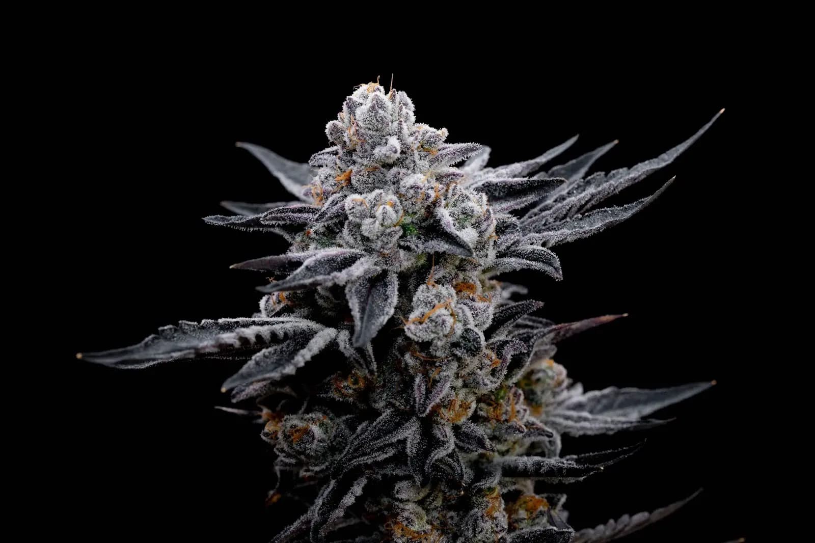 Amber trichomes on a thc covered cannabis flower.
