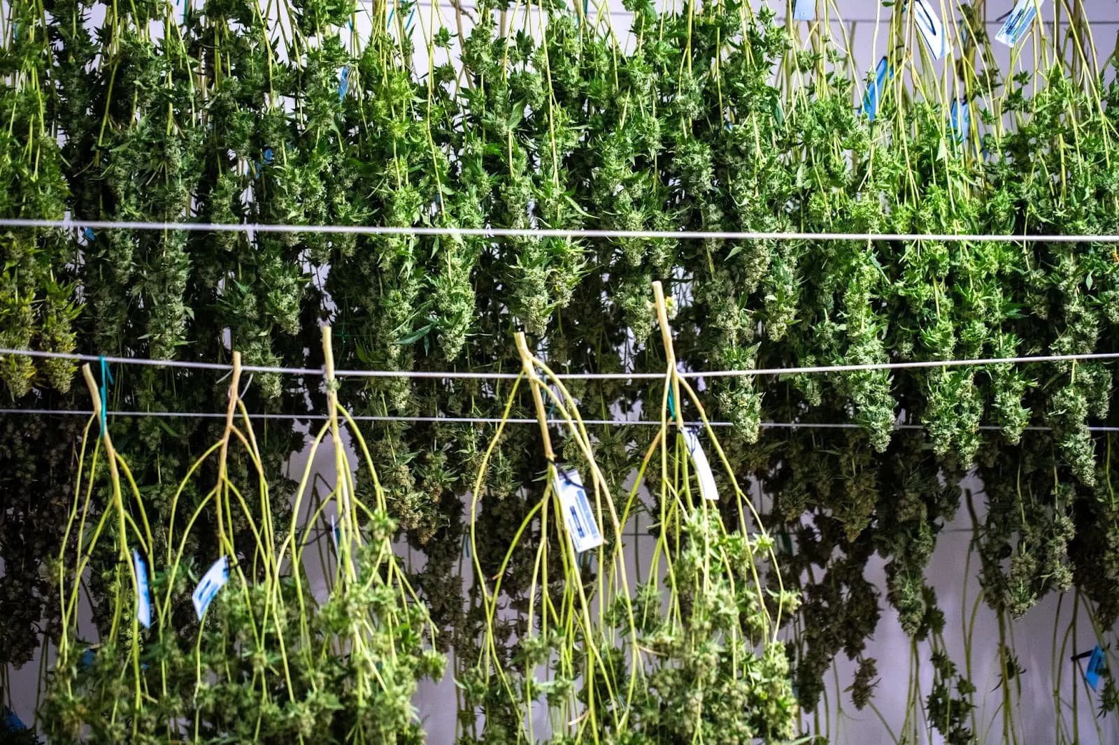 Harvest cannabis hanging upside down.