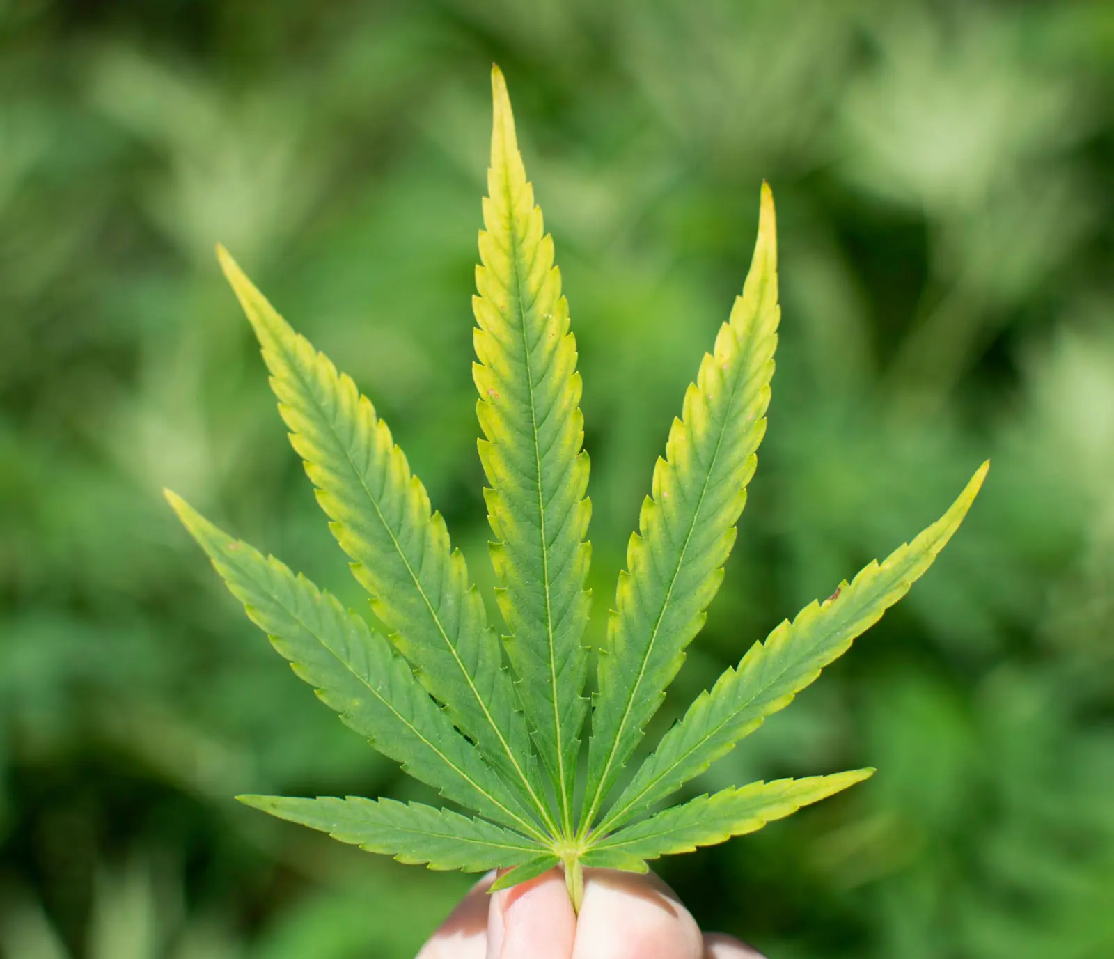A cannabis leave with a nutrient deficiency. In this case magnesium.