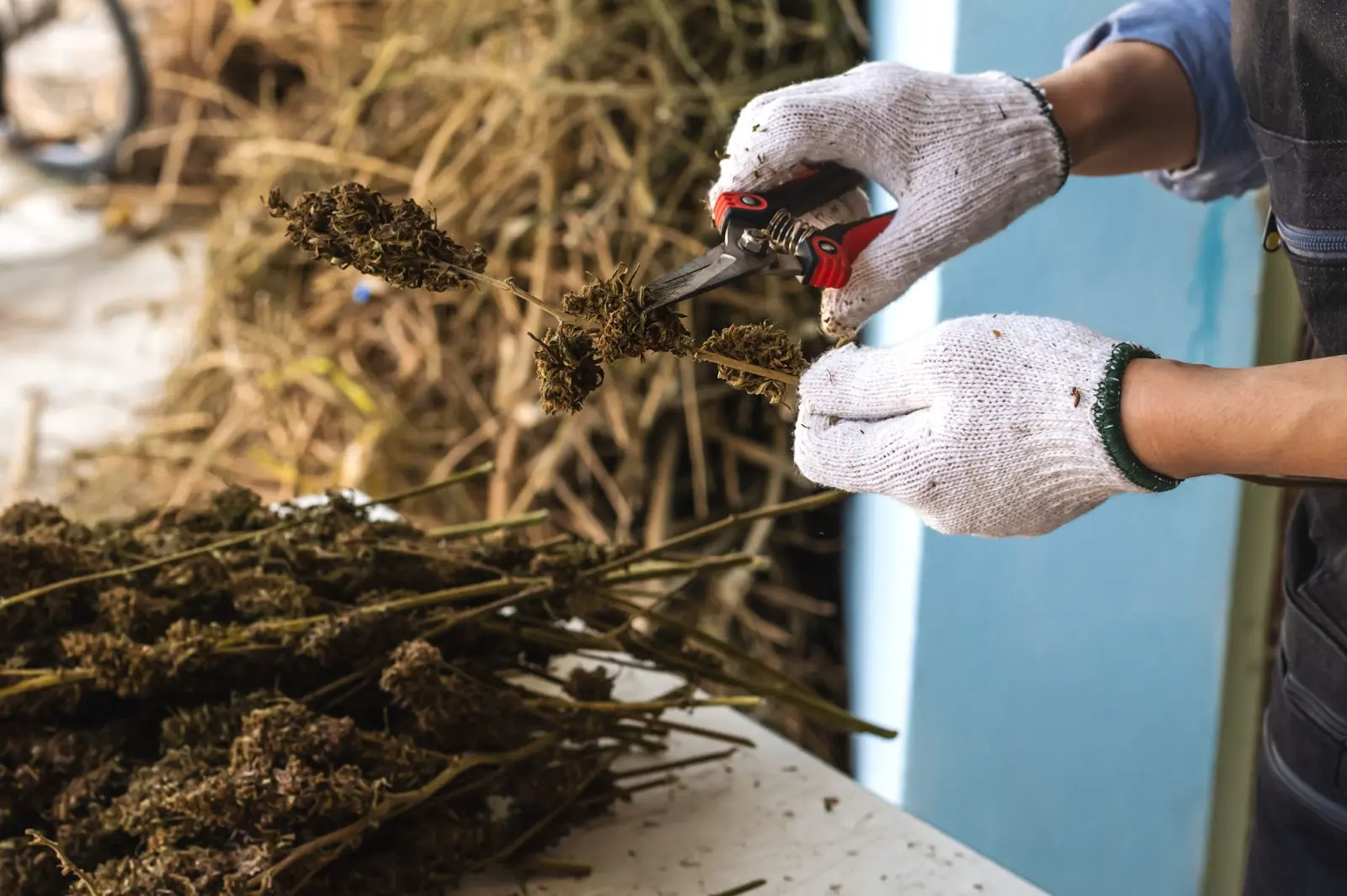 A grower trimming cannabis.