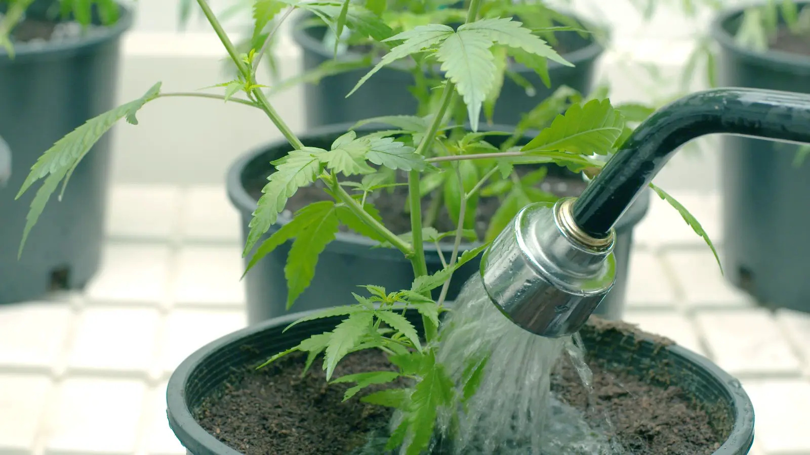 A young cannabis plant being watered.