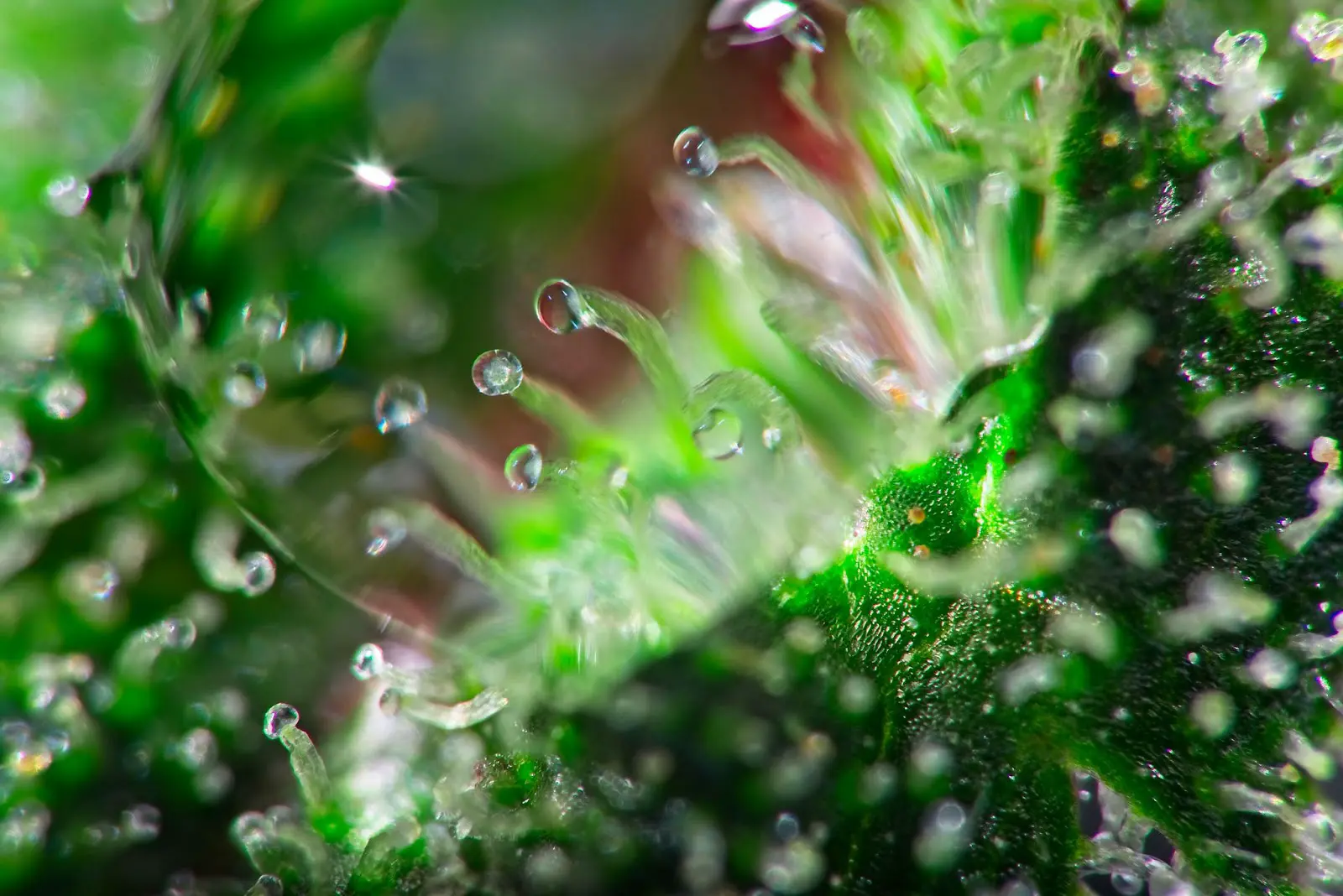 Clear trichomes on a close up of a cannabis bud.