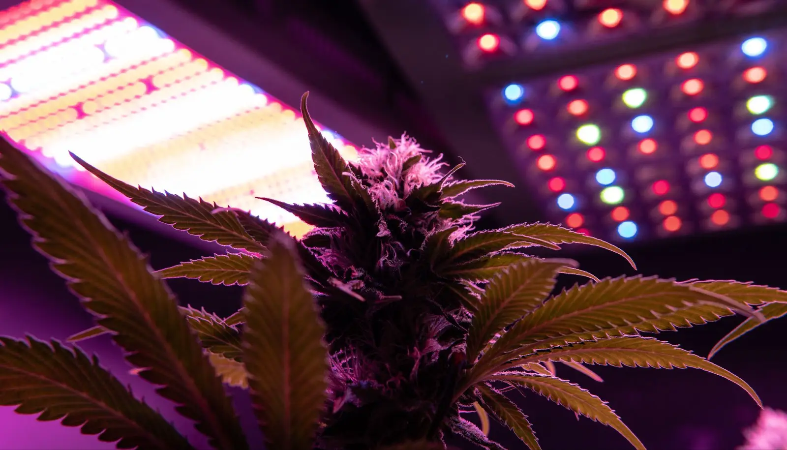 A cannabis plant under bright lights.