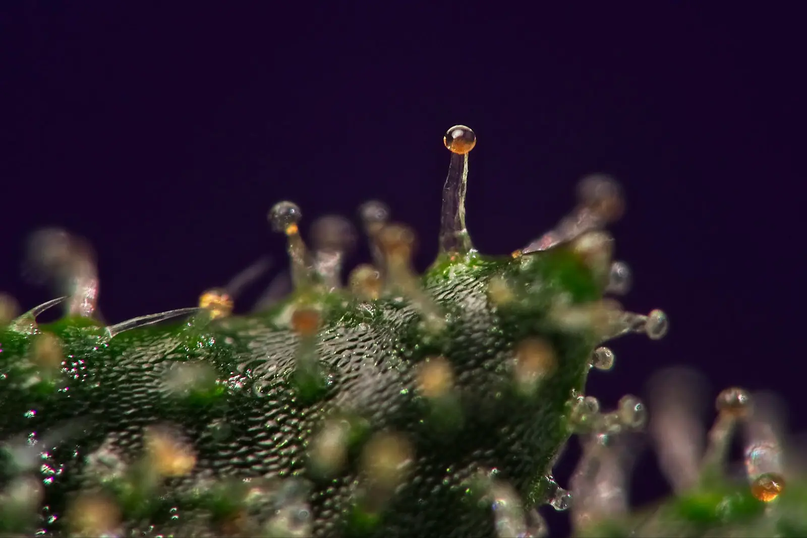 Amber trichomes on this close up of a cannabis bud.