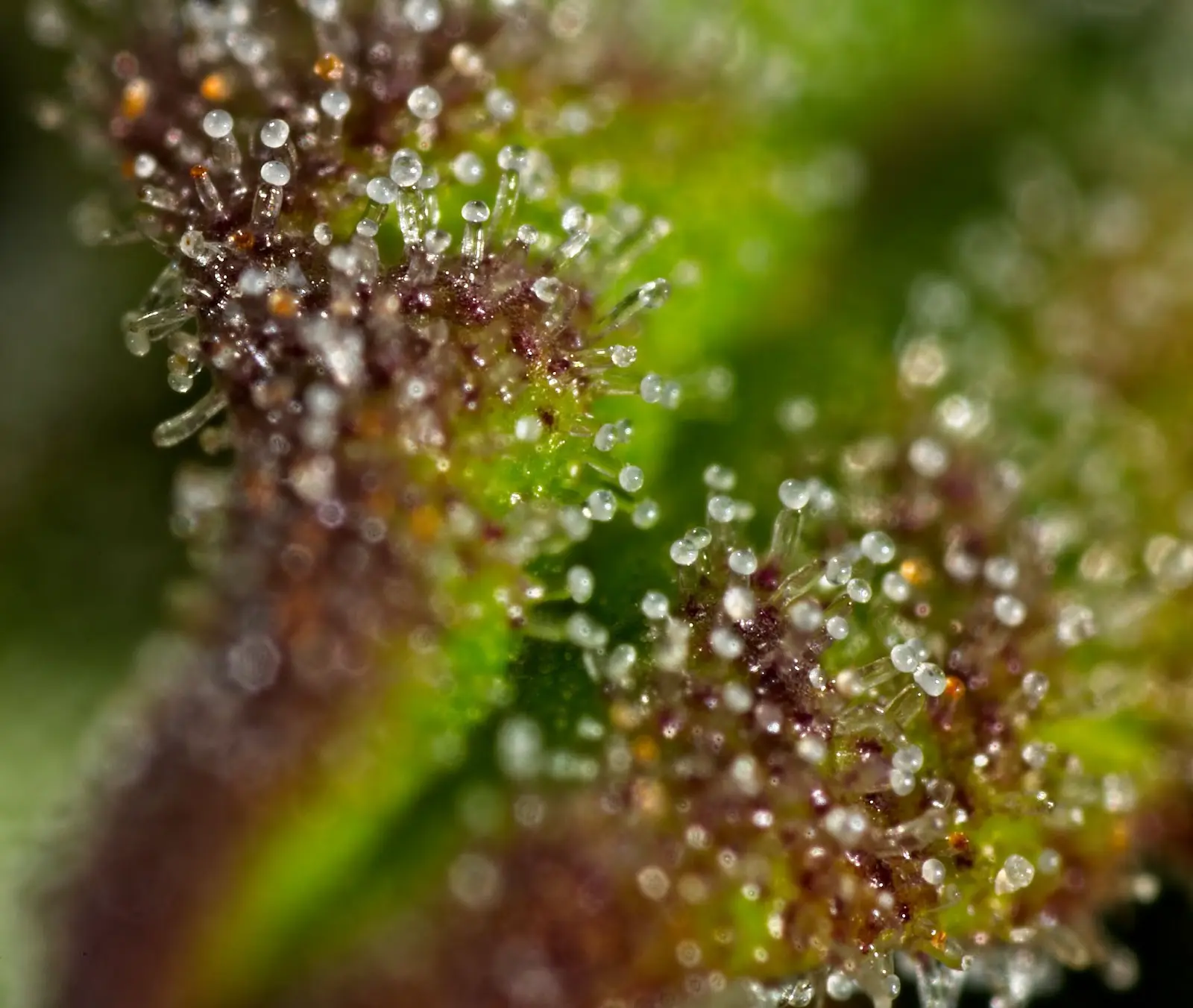 A mix of cloudy and amber trichomes on this close up of a cannabis bud.