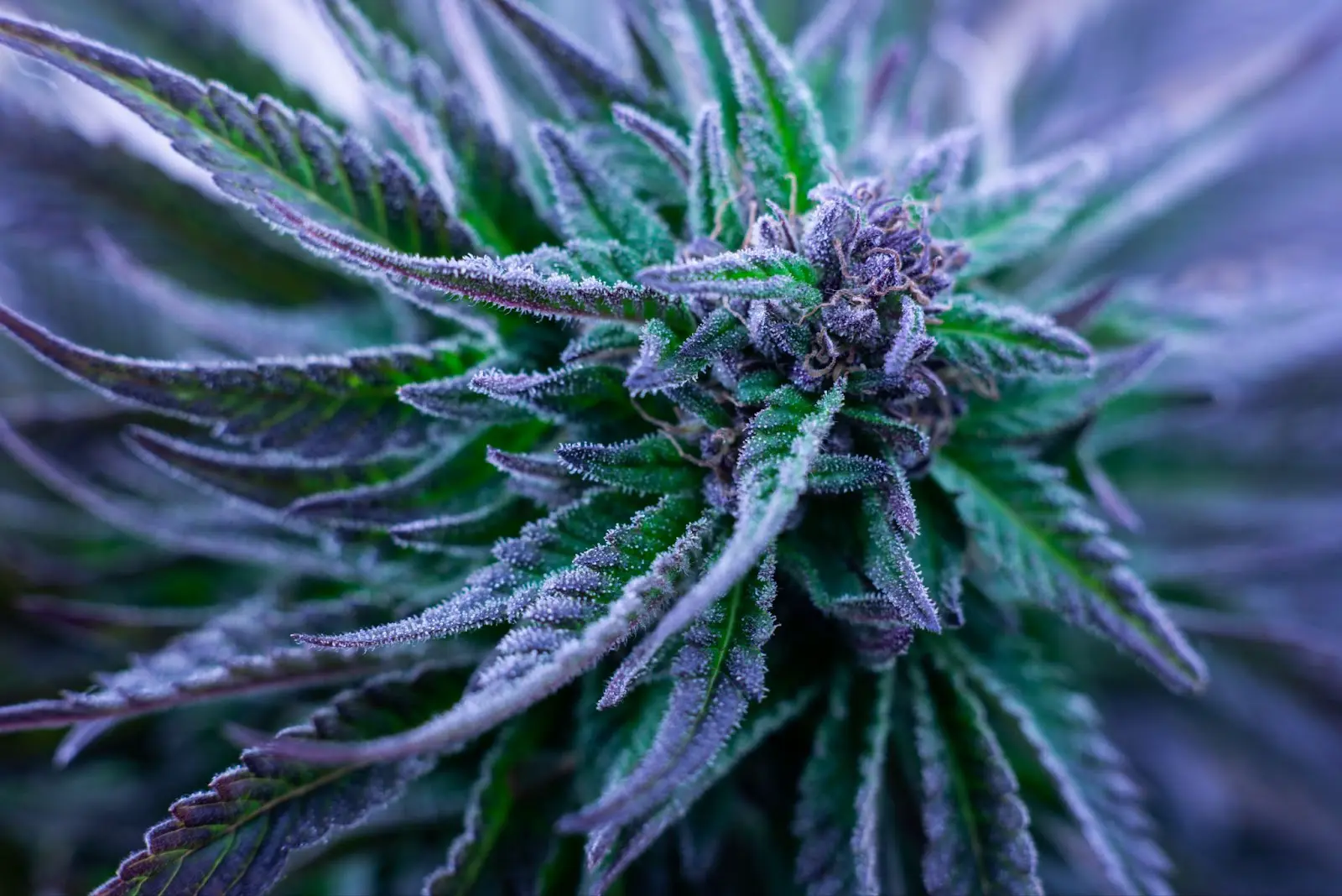 Cold cannabis that has turned purple due to a frost.