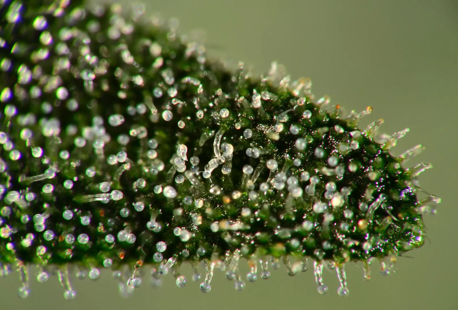 Milky trichomes on a close up of a cannabis bud.
