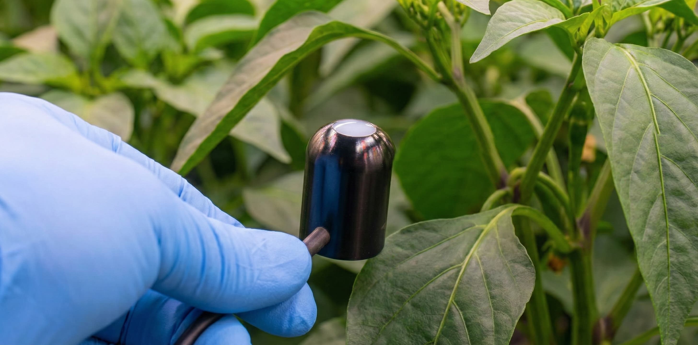 A grower holding the Apogee par meter.