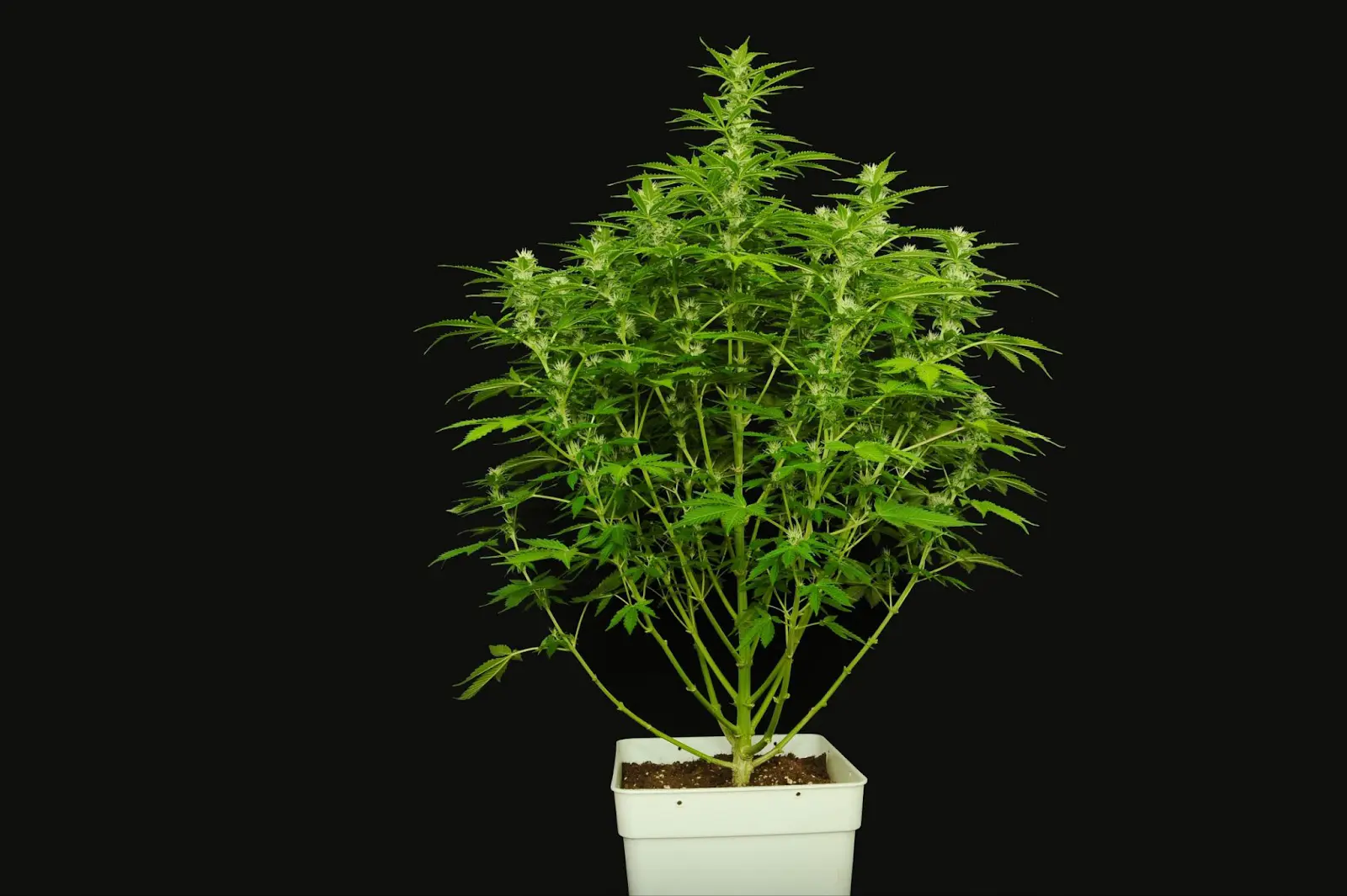 An autoflowering cannabis plant.