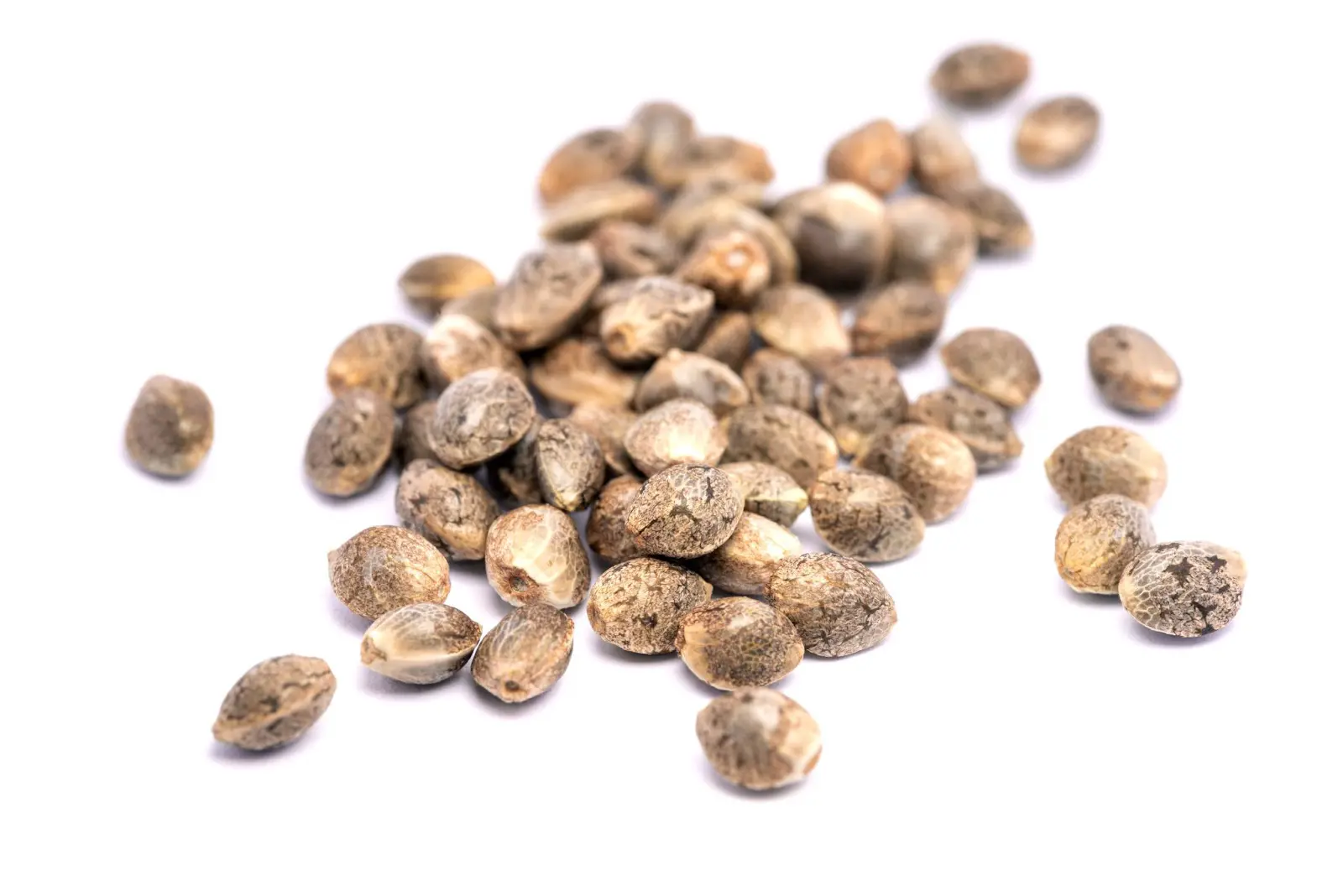 A collection of feminized cannabis seeds.