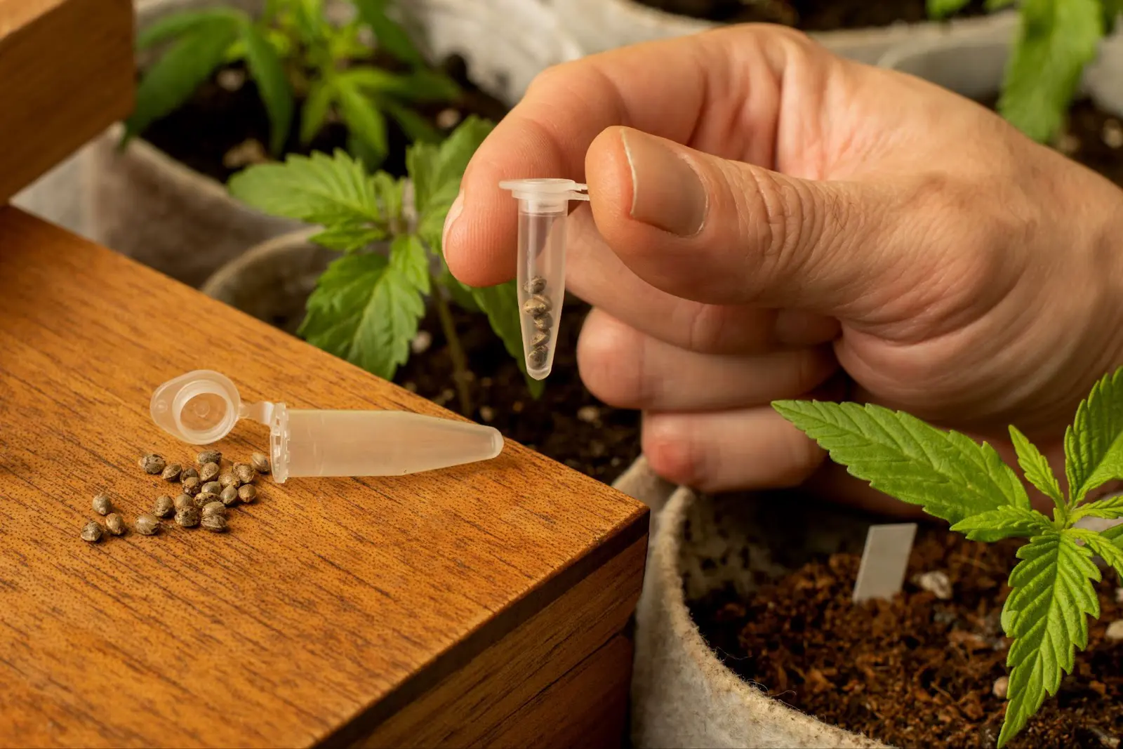 A cannabis grower holding some Autoflower vs feminized cannabis seeds.
