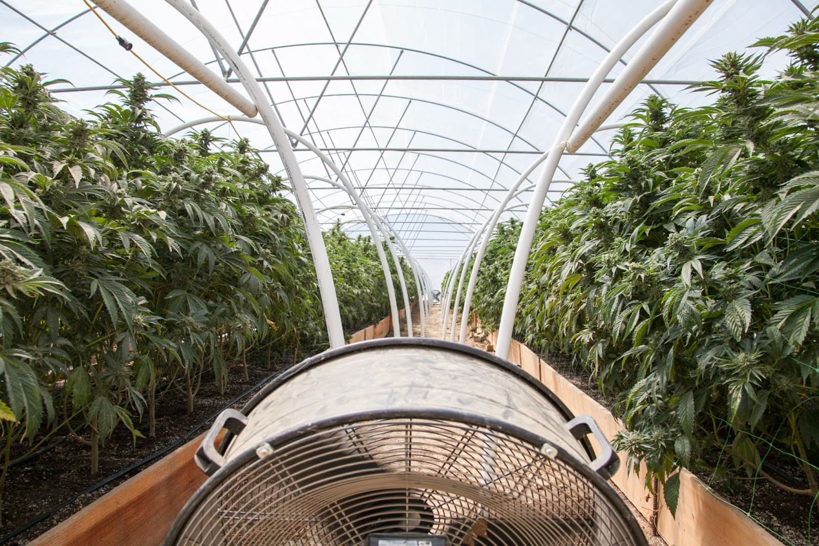 A large cannabis greenhouse using a fan to ventilate the space.