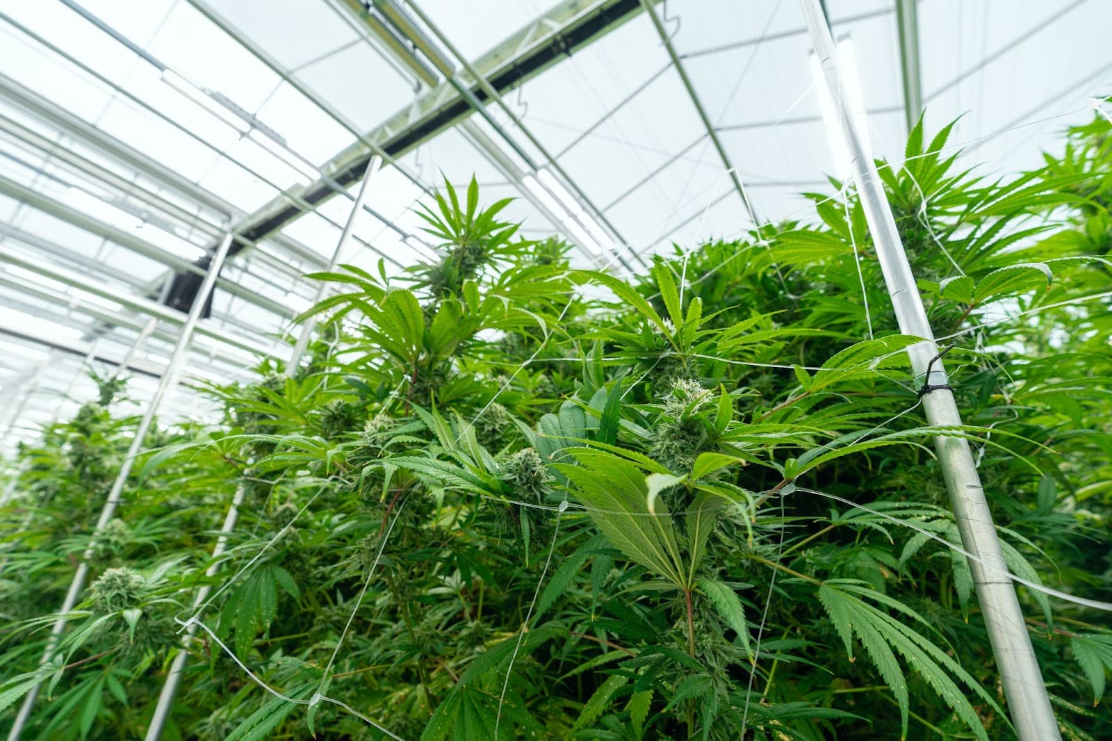 A close up of some cannabis buts in a cannabis greenhouse.