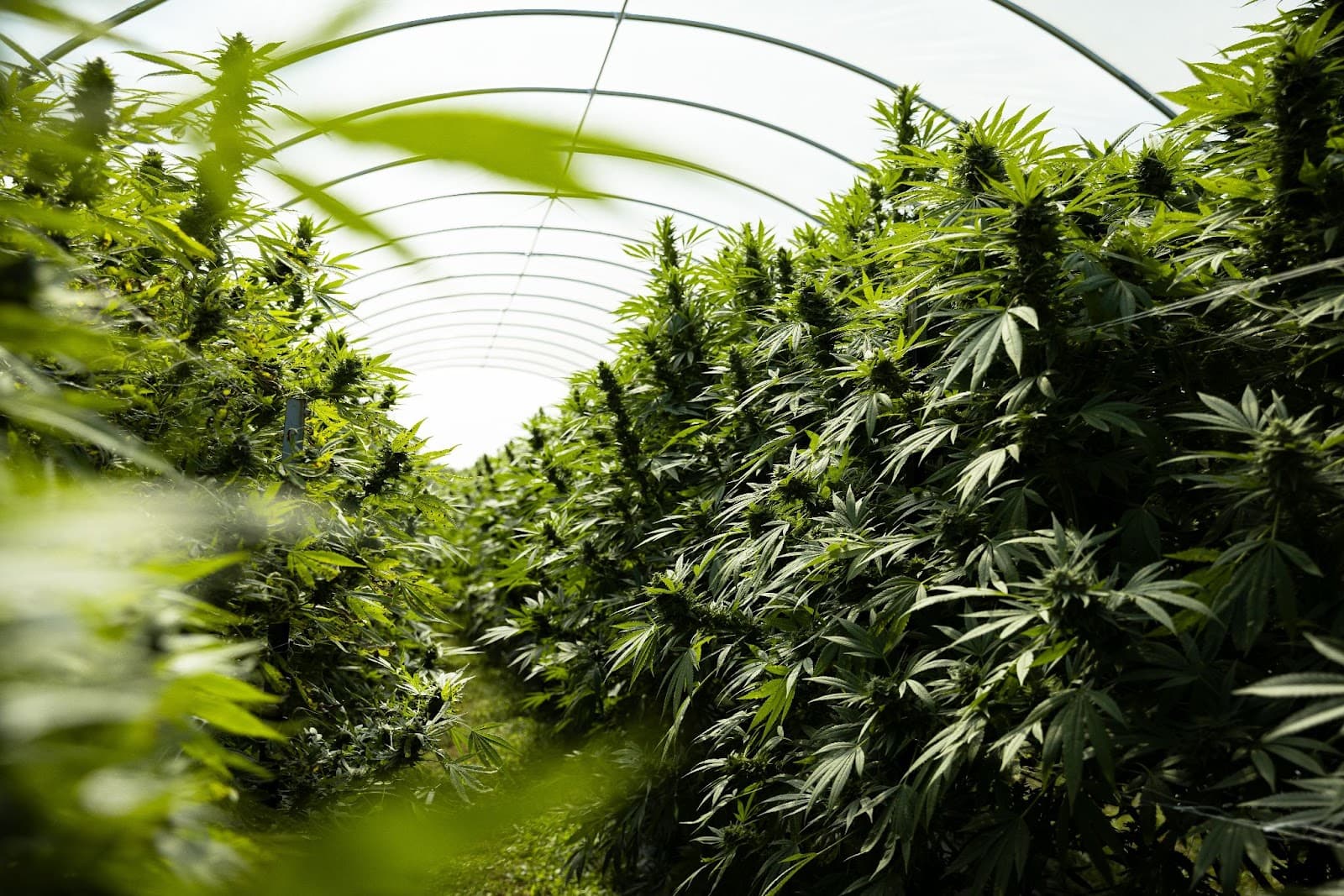 A cannabis greenhouse polly tunnel full of cannabis plants.