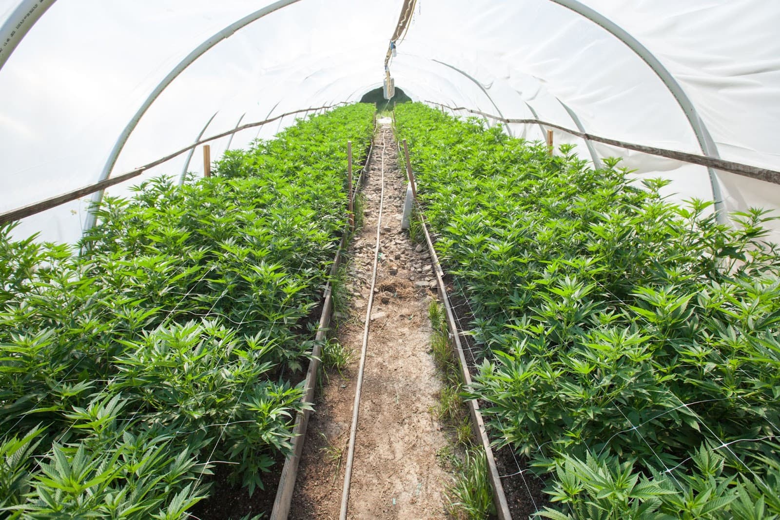 A homemade polly tunnel cannabis greenhouse full of plants.
