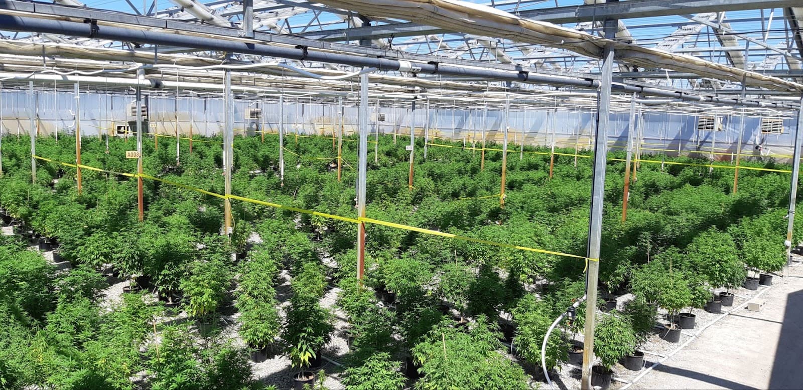 A larger indoor cannabis greenhouse full of plants.