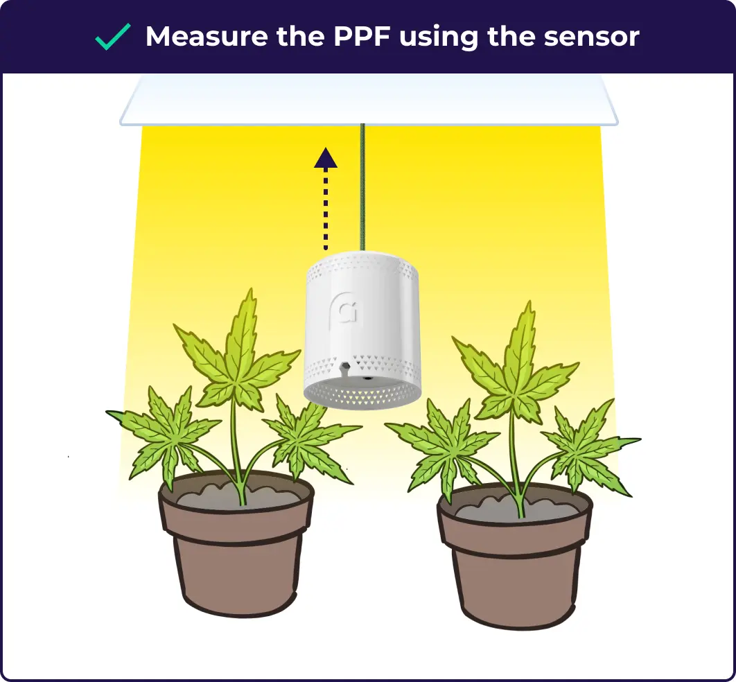 An infographic explaining that the user needs to measure the PPF under the LED grow light.