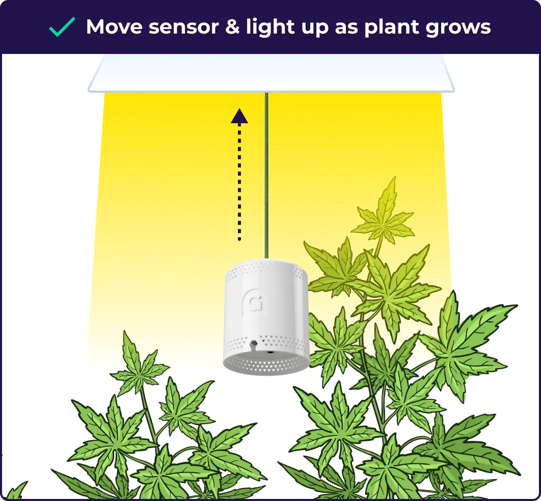 An infographic explaining that the user needs to move the sensor up as their cannabis plants grow.