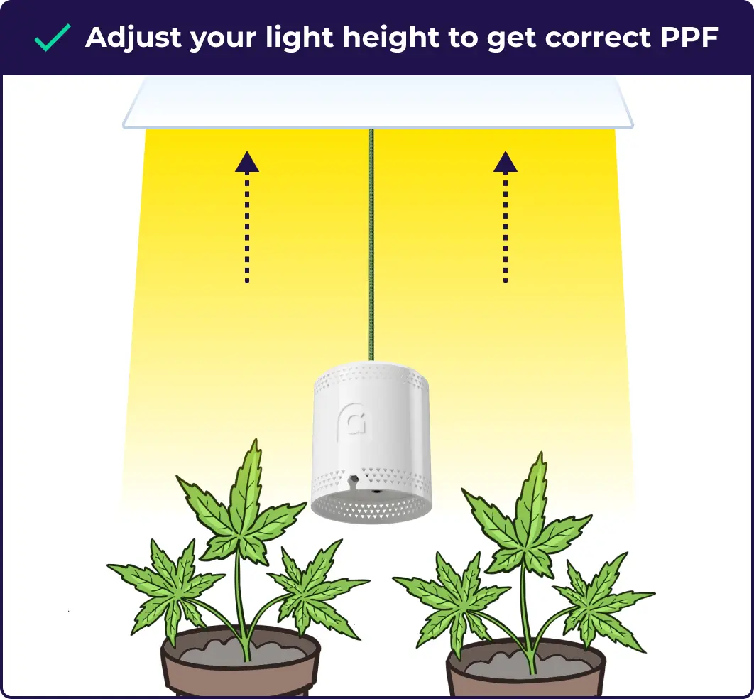 An infographic explaining that the user needs to adjust the light hight to get the correct PPFD to grow healthy cannabis seedlings.