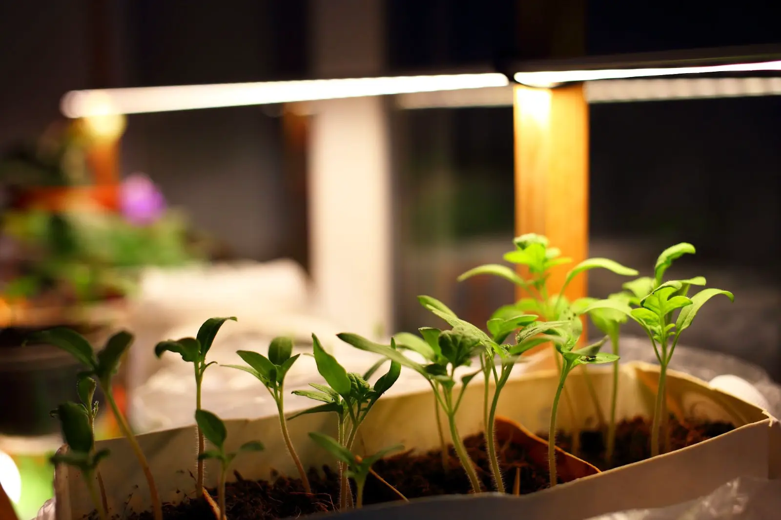 Some tomato seedlings under a grow light.