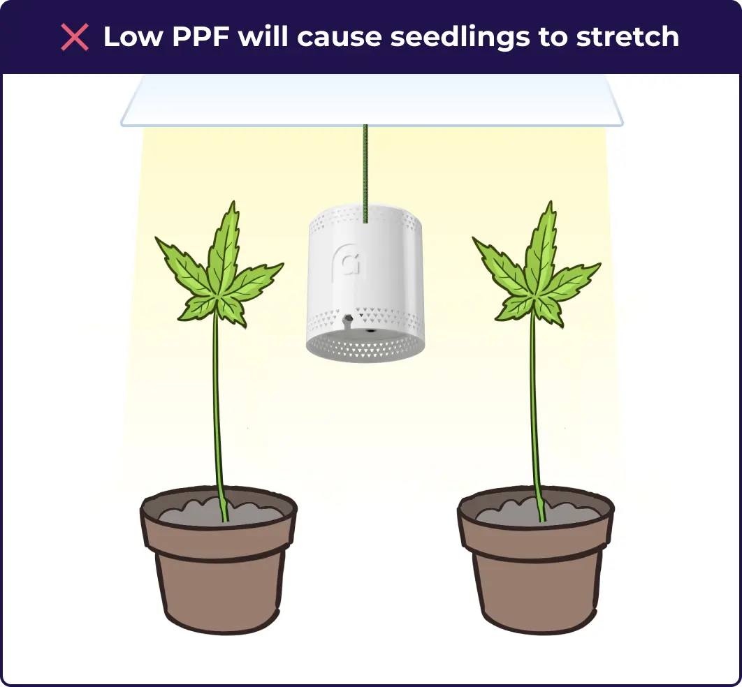 An infographic showing that your cannabis seeds will stretch if the PPFD is not high enough.
