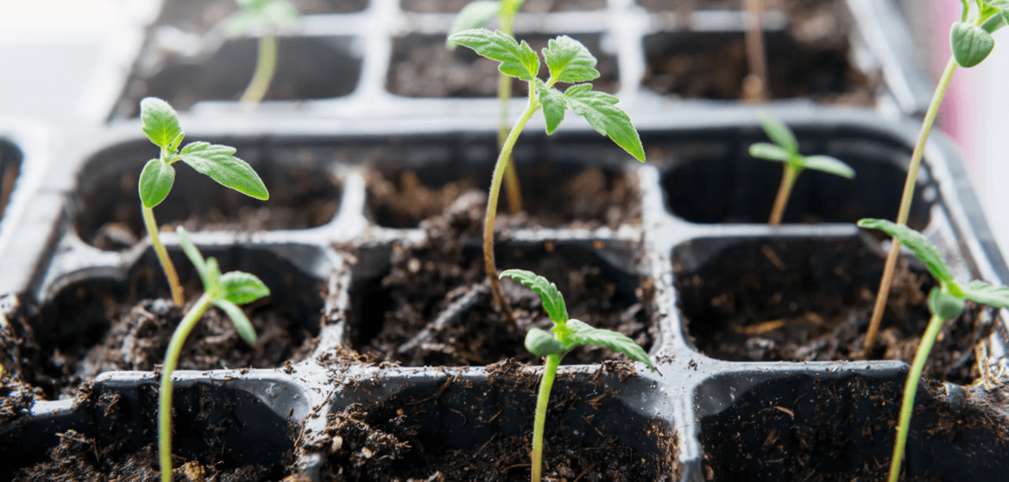 A tray of tomato seedling that need more PPFD.