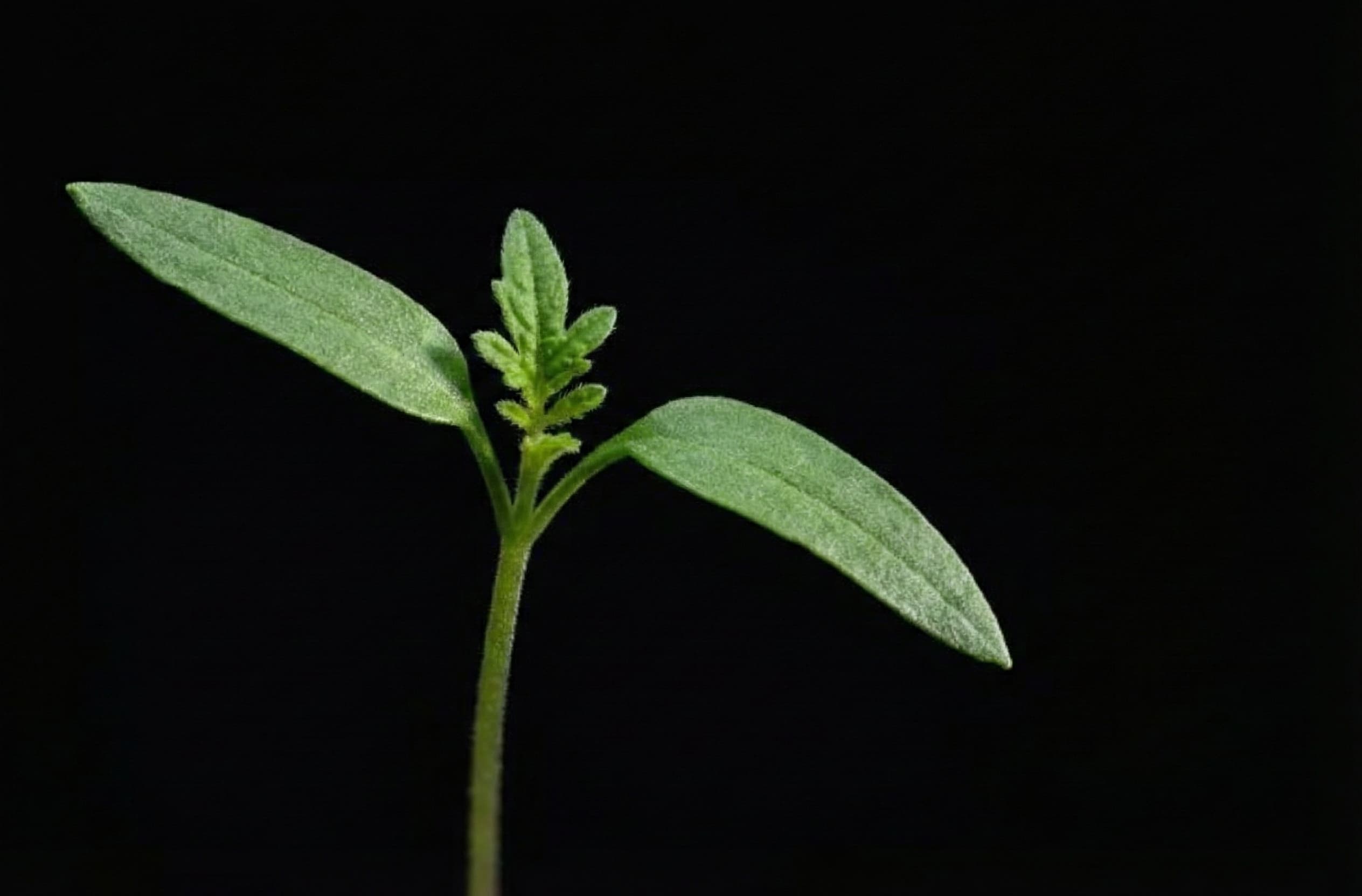 A healthy seedling under the correct PPFD.