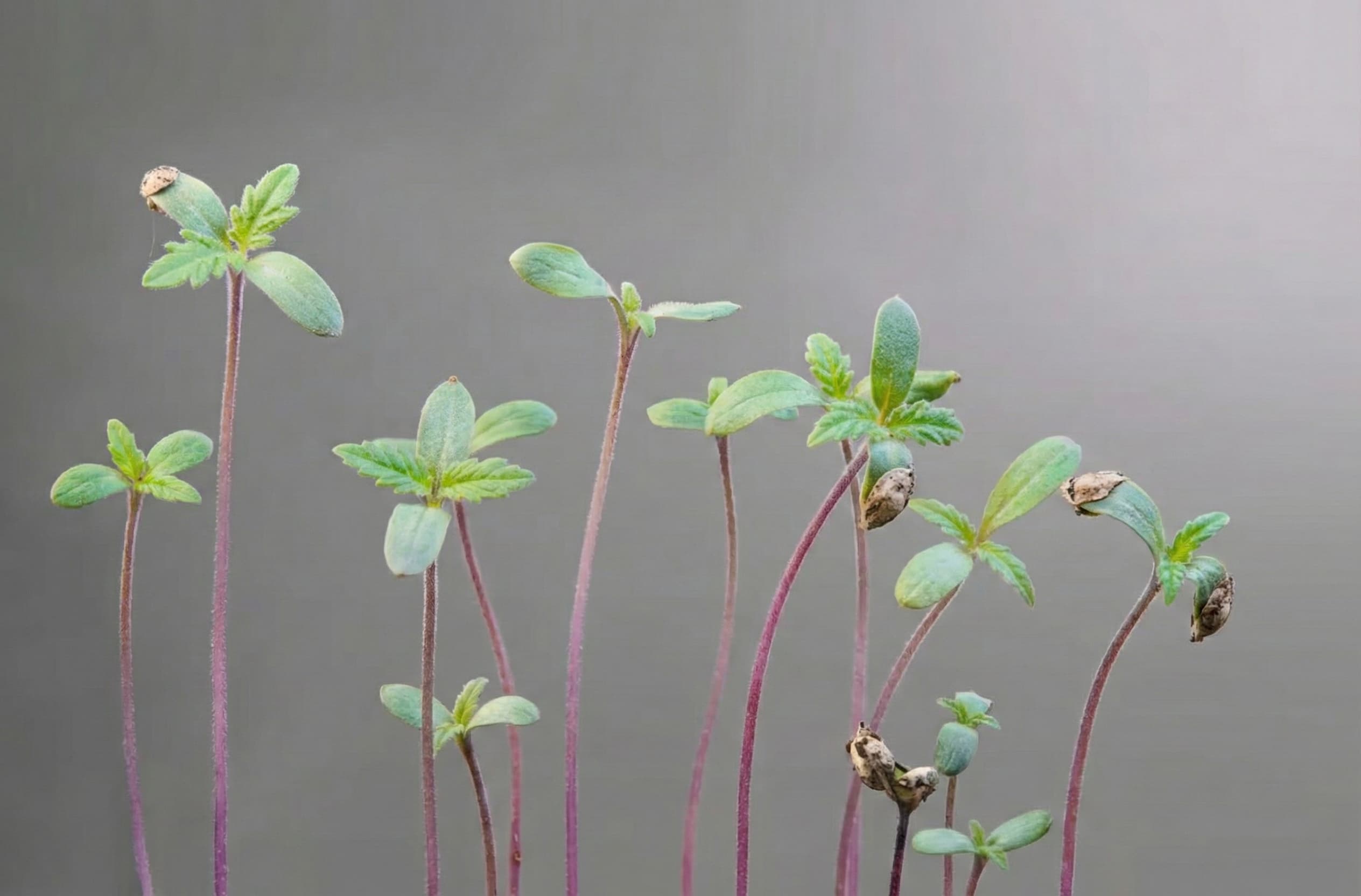 A collection of tomato seedlings that have stretched .jpeg