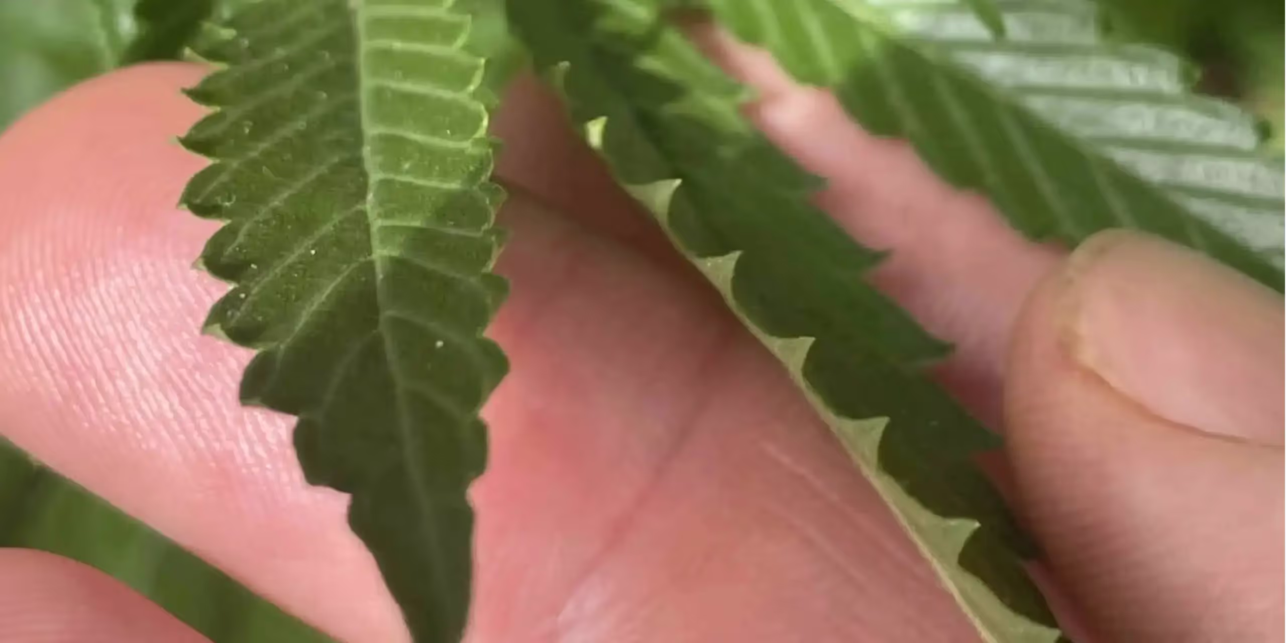 Cannabis leaves curling up at the tips