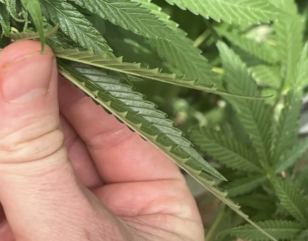 Green cannabis leaves curling up