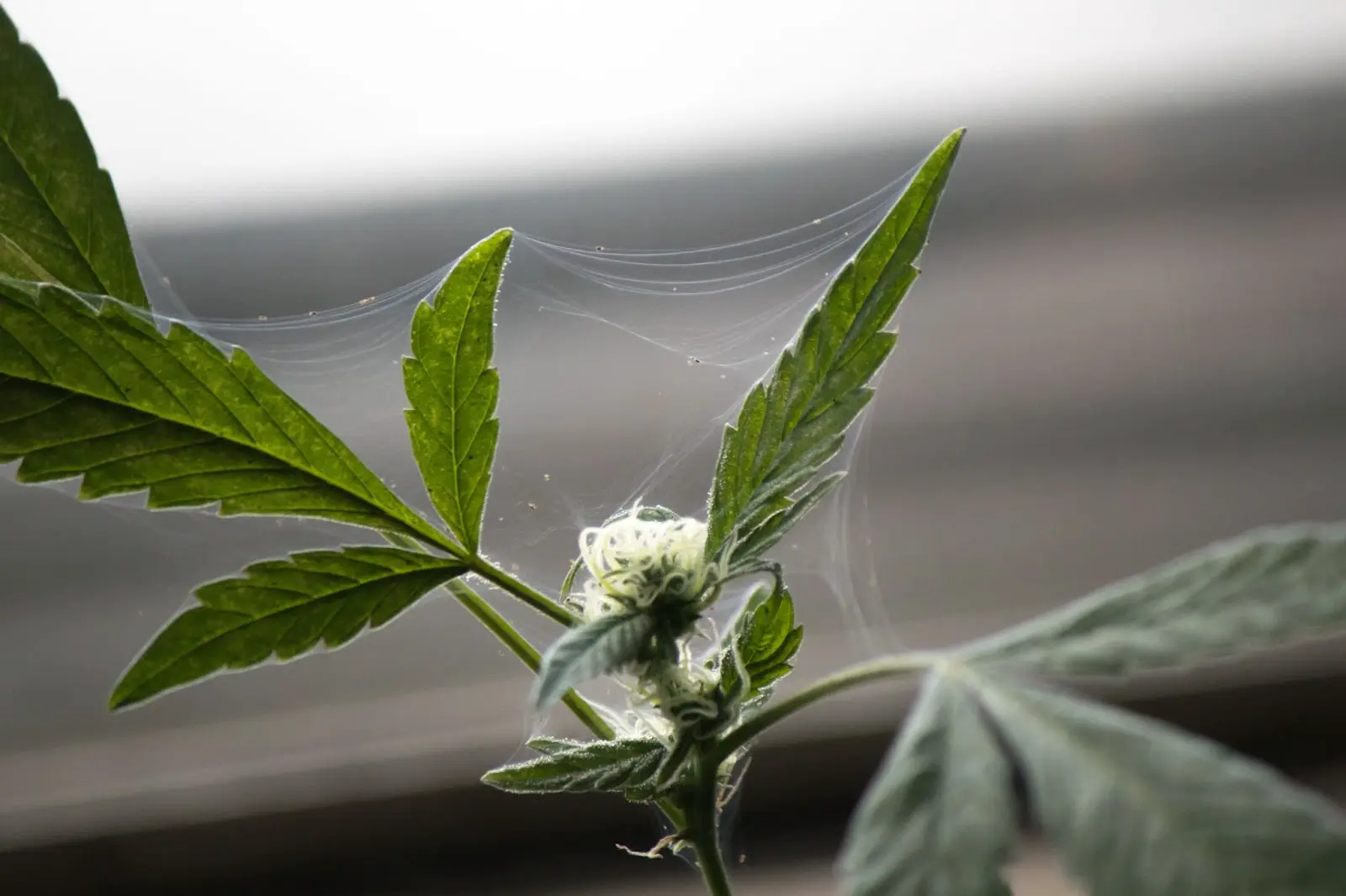 Spider might infestation on a plant leading to leaf curl