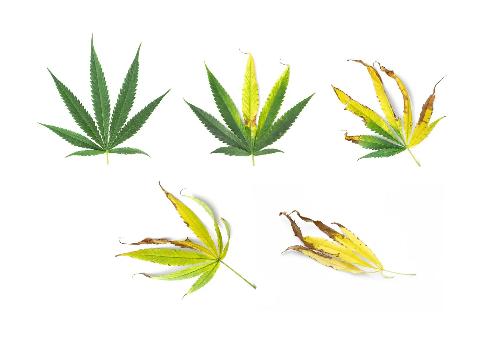 Cannabis leaves showing different types of leaf curl