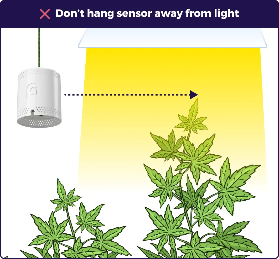 Infographic showing where to hang a grow room sensor for best accuracy