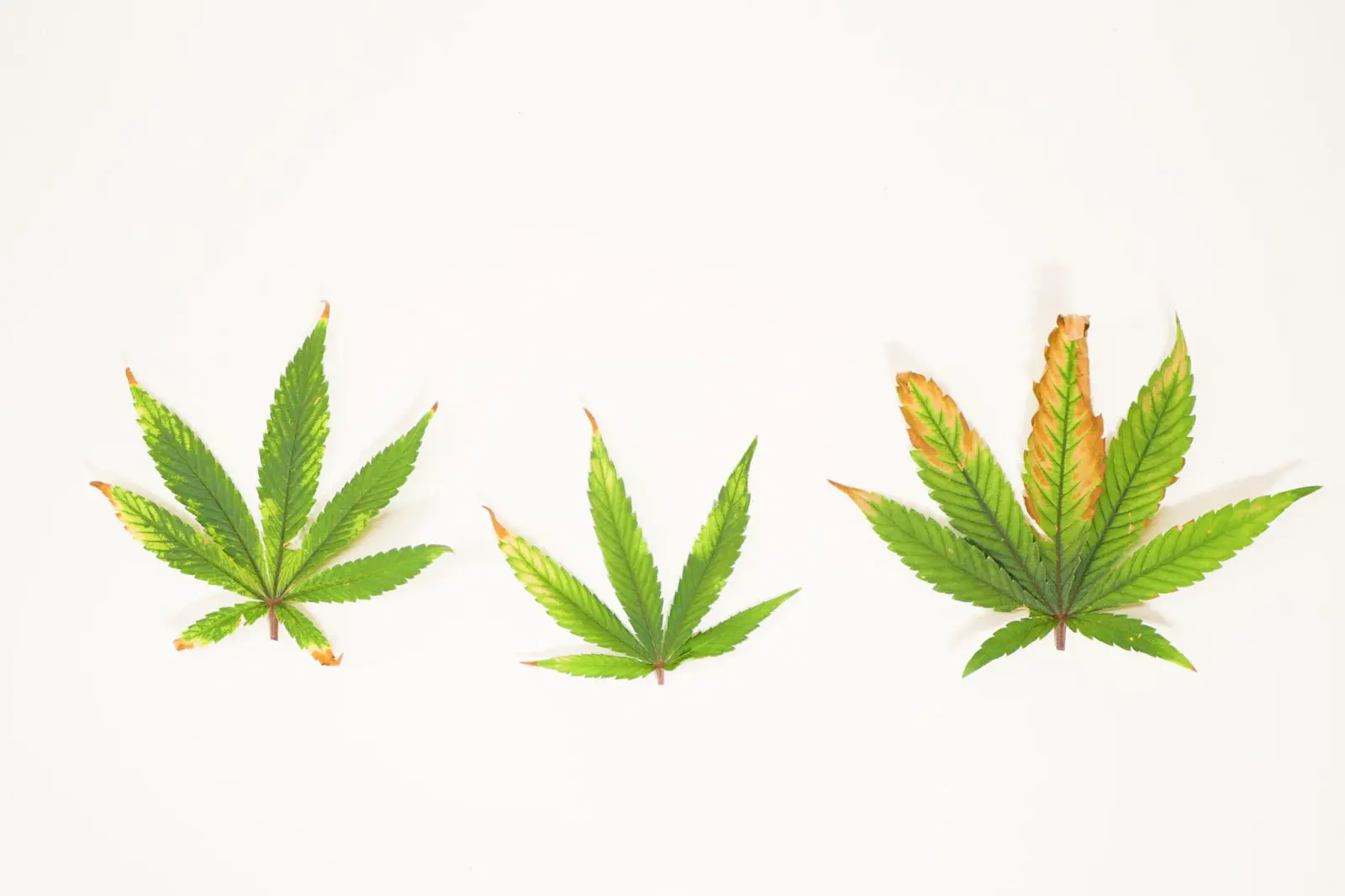 3 cannabis leaves showing yellowing and curling.